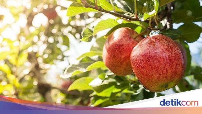 Makanlah Buah Apel Setiap Hari Untuk Dapatkan 10 Khasiat Sehat Ini Makanlah Buah Apel Setiap Hari Untuk Dapatkan 10 Khasiat Sehat Ini