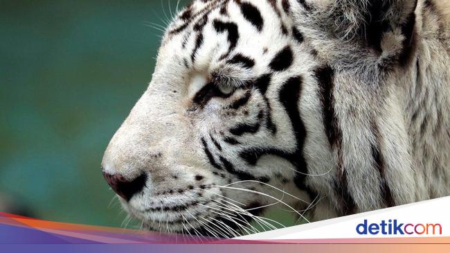 Kenapa Ada Harimau Berbulu Putih Ternyata Ini Asal Usulnya