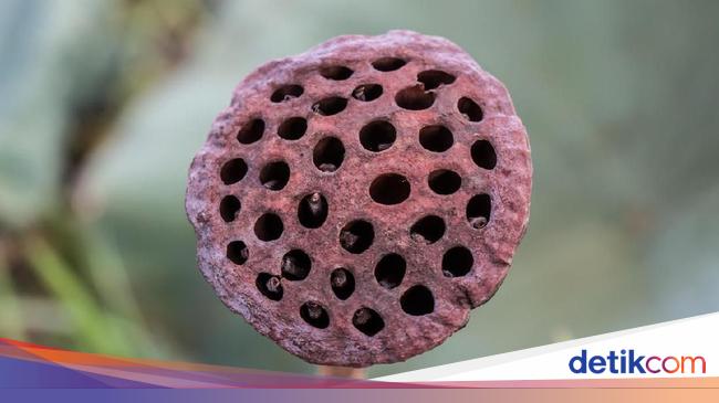 Mengenal Tripofobia Saat Merinding Lihat Yang Bolong Bolong
