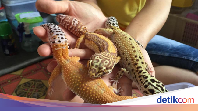 Ternak Tokek  Hias Pemuda Mojokerto Raup Rp 7 Juta Tiap Bulan