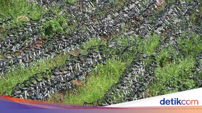 Kuburan Jutaan Sepeda  Masih Bagus  Tapi Dibuang