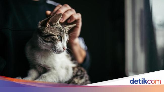 Komunitas Cat Lovers Cari Pemuda Cekoki Miras Ke Kucing Yang Viral