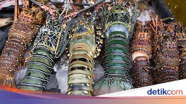 5 Daerah Di Indonesia Ini Punya Lobster Enak Berdaging Tebal