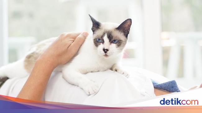 Ngeri Daging Kucing Di China Dimakan Kulitnya Untuk Aksesoris