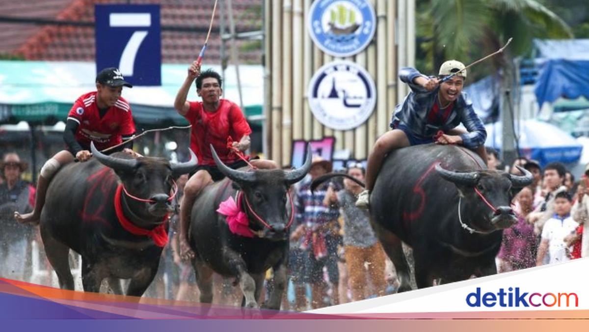 Tak Hanya Indonesia, Thailand Juga Punya Balapan Sapi