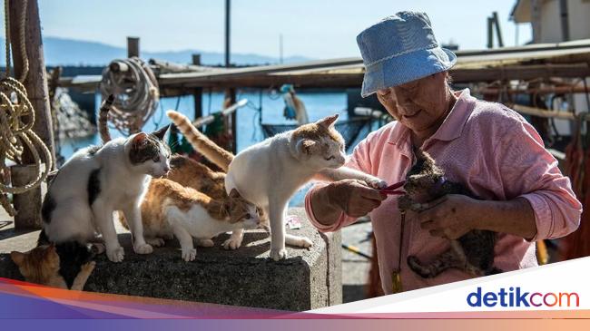 日本の猫島はほぼ絶滅、猫と猫妖精は高齢化