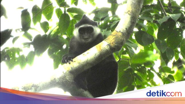 Ini Faktor Yang Sebabkan Populasi Primata Endemik Mentawai Menurun