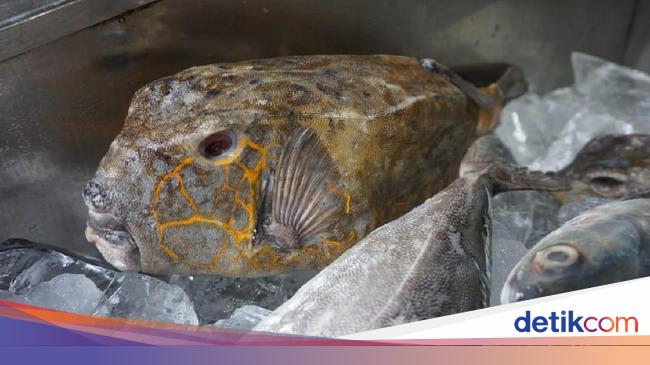 Kudu Kudu Si Ikan Khas Makassar Yang Seram Tapi Berdaging Lembut Kudu Kudu Si Ikan Khas Makassar Yang Seram Tapi Berdaging Lembut