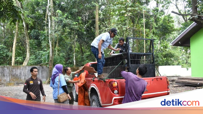 Sempat di Kandang Transit, Macan Akar Dilepasliarkan di Riau