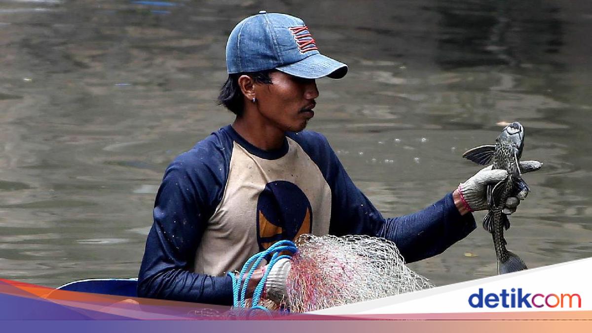 Dinas KPKP Diminta Gandeng 'Pemburu Sapu-sapu' demi Ekosistem Ciliwung