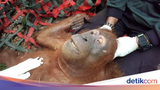 Orang Utan di Aceh Ditembak hingga Matanya Buta