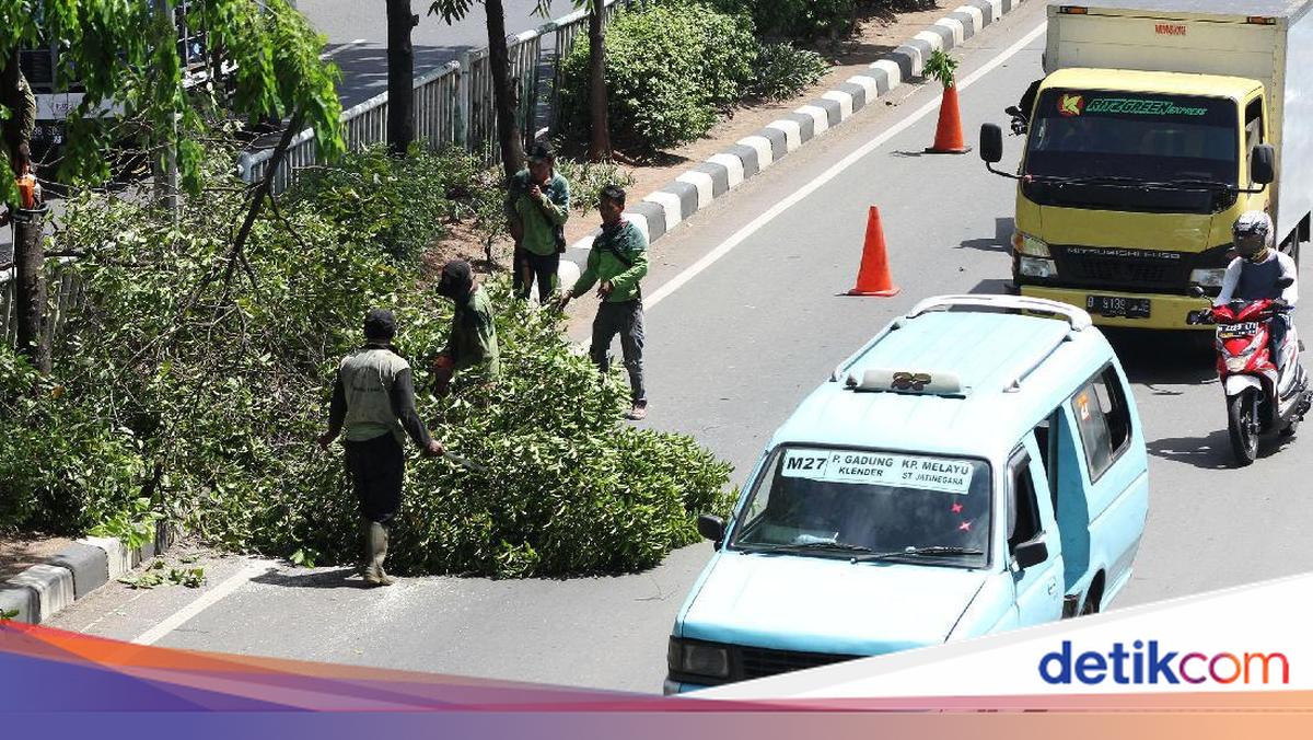 Pemprov Jakarta Pangkas 55 Ribu Pohon Rawan Tumbang