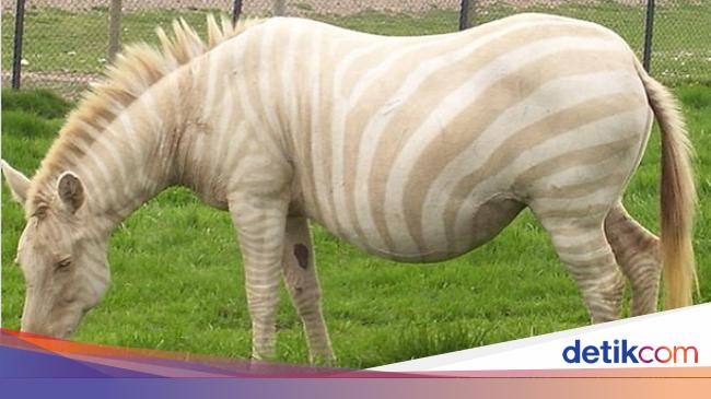 Potret Langka Hewan Albino Yang Mengagumkan