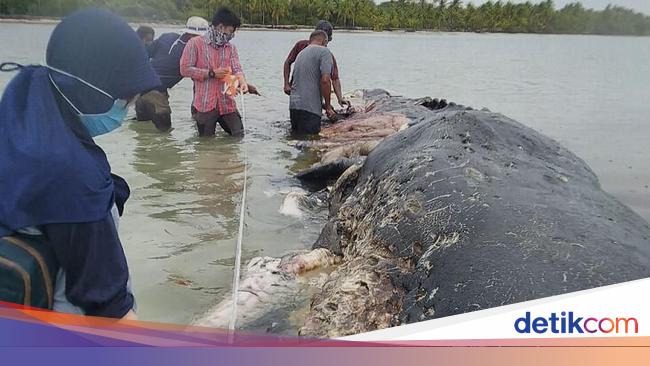 Please Jangan Buang Lagi Sampah Ke Laut Paus Sampai Mati Tuh