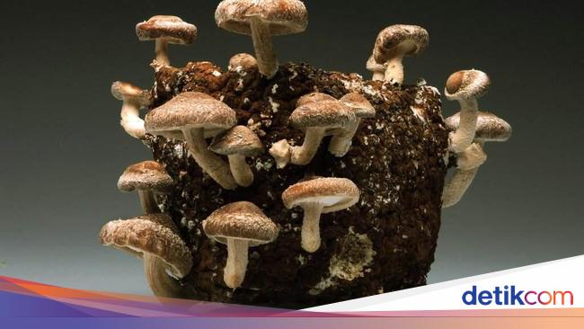 Terlalu Kotor Dan Lembab Jamur Liar Ini Tumbuh Di Lap Pel