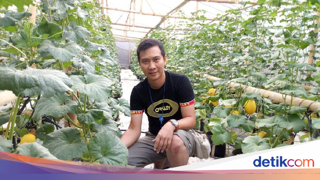 Jadi Petani Hidroponik Melon di Ponorogo Dedy Raup Rp 25 