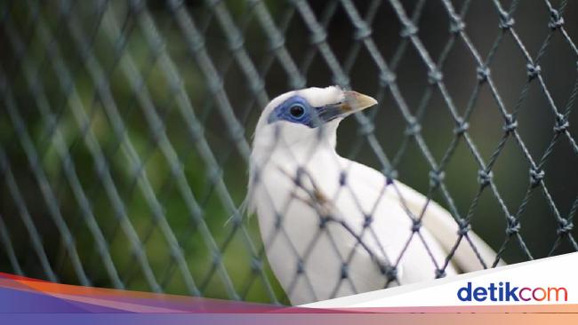 Cerita Desa Sibangkaja Yang Jadi Kampung Jalak Bali