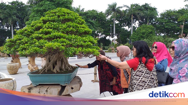 Bonsai Serut 5 Miliar Blogger Bonsai Bonsai Serut 5 Miliar Blogger Bonsai