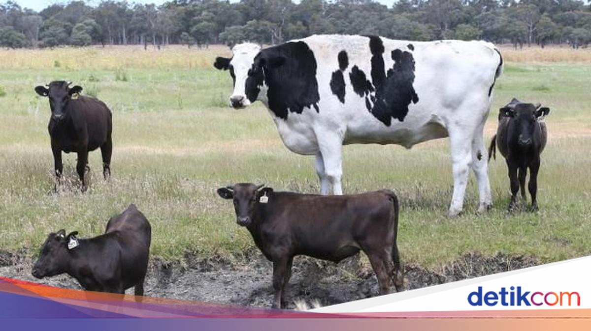 Bumbo Sapi Tingginya 194 cm dengan Bobot 1,4 Ton, Sapi Jumbo Ini Jadi Terkenal
