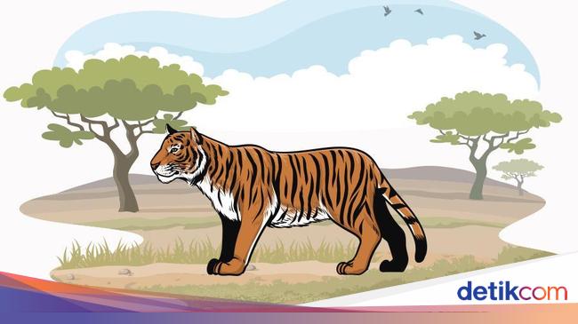 Download 41 Gambar Harimau Yg Belum Diwarnai Terbaik Gratis