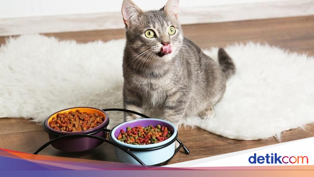 Viral! Chef Indonesia Ini Bikin Nasi Goreng dengan Campuran Makanan Kucing