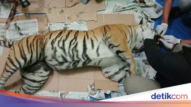 Unduh 95 Gambar Harimau Dan 3 Ekor Rusa Paling Baru Gratis