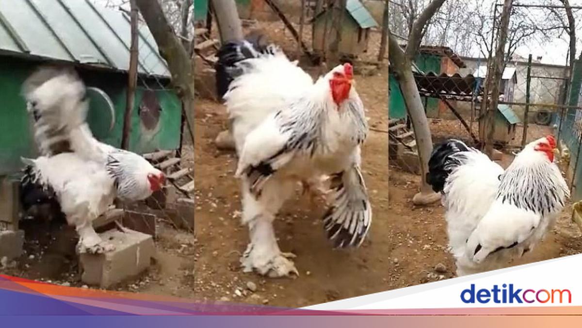 Sapi Ramai Wouw! Ayam Terbesar di Dunia Ini Tingginya Hampir 1 Meter!