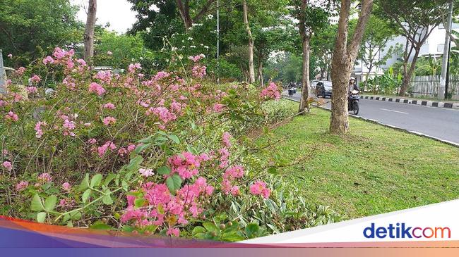Bukan Hanya Tabebuya Di Surabaya Juga Ada Pohon Sakura Sungguhan