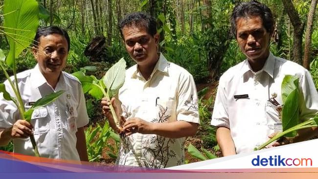 Kementan Dorong Petani Manfaatkan Lahan untuk Tanaman  Herbal 
