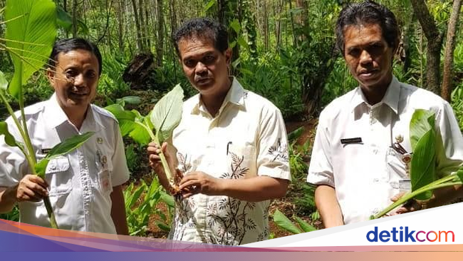 Kementan Dorong Petani Manfaatkan Lahan untuk Tanaman Herbal Kementan Dorong Petani Manfaatkan Lahan untuk Tanaman Herbal