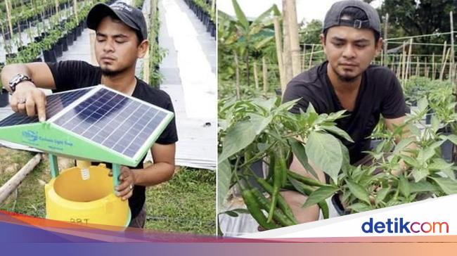 Berhenti Jadi Karyawan 4 Pria Ini Pilih Jadi Petani Cabai