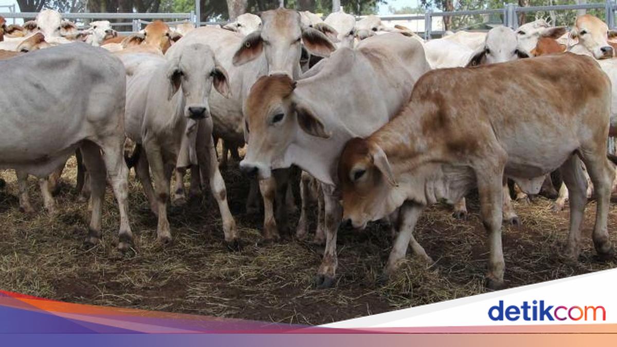 Lebih 400 Ribu Ekor Sapi Australia Diekspor ke Indonesia Selama 2018