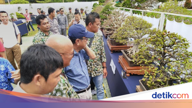 Bonsai Delima Batu Juara Aneka Ragam Bentuk Bonsai