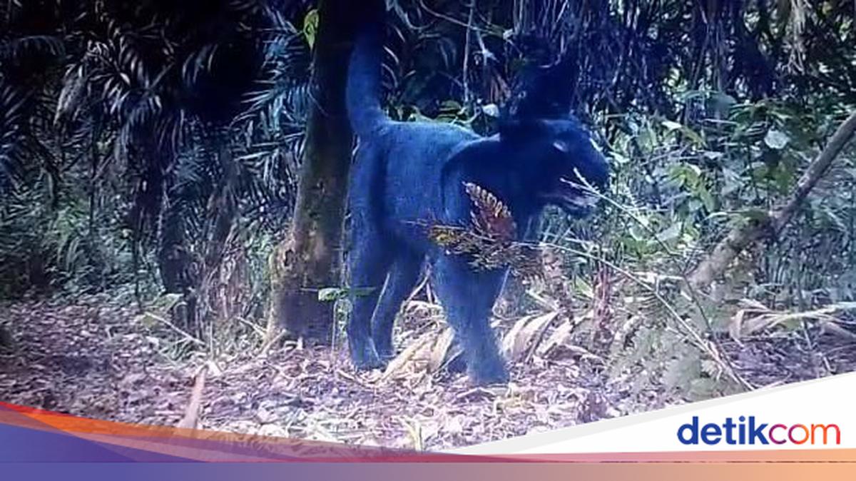 Keberadaan macan tutul di kawasan Taman Nasional Bromo Tengger Semeru (TNBTS) jadi pertanda penting kelestarian satwa itu. Ini fakta-faktanya!