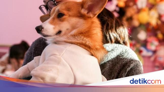 Gemas Di Kafe Ini Bisa Pesan Dan Bayar Makanan Lewat Anjing Corgi