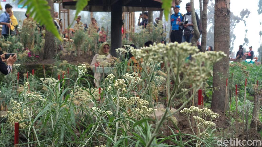 Uniknya Budidaya Bunga Edelweis Di Lereng Gunung Bromo