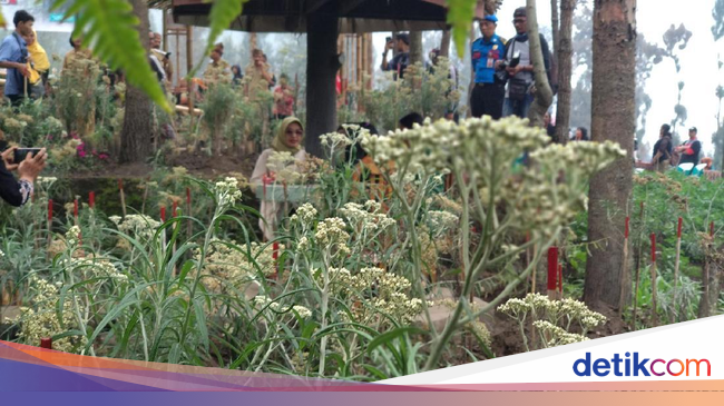 Uniknya Budidaya Bunga  Edelweis  di  Lereng Gunung Bromo 