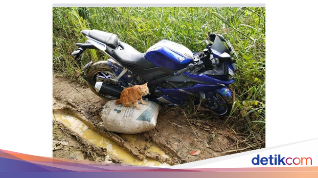 Gokil, Yamaha R15 Dipakai untuk Angkut Hasil Panen di Sawah