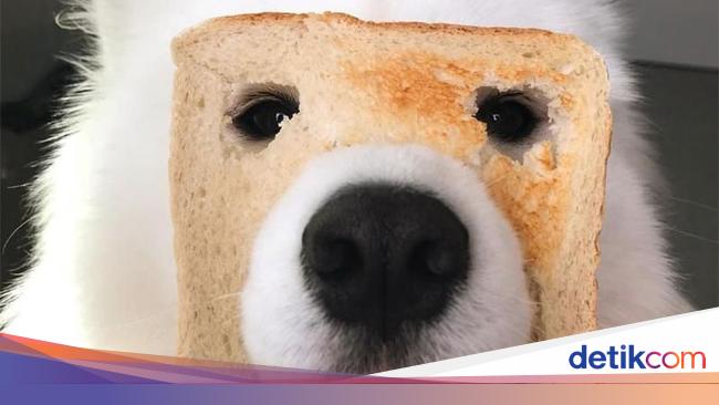 Duh Lucunya Anjing Ini Doyan Ngemil Selada Hingga Kerupuk