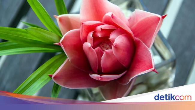 Kecombrang Si Bunga Eksotis Yang Bikin Masakan Segar Aromatik