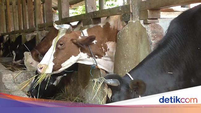 Pemerintah Bakal Beri Kur Untuk Peternak Sapi