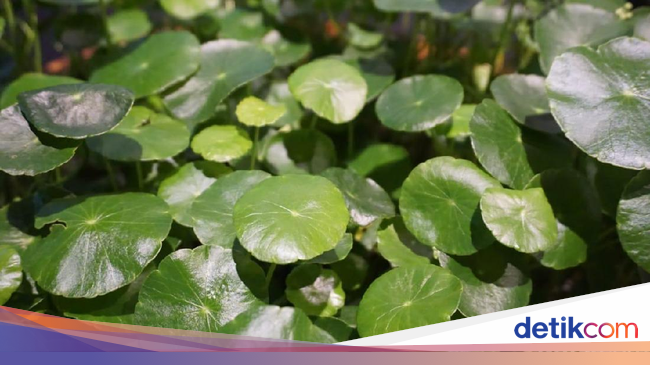  Daun  Pegagan  Tanaman Liar yang Beri 5 Manfaat Kesehatan