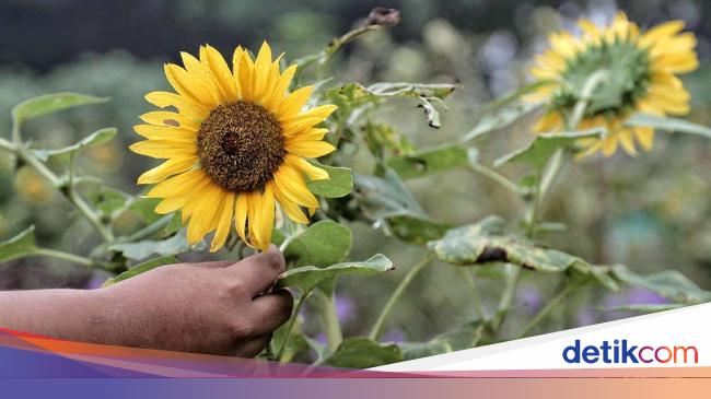 Terpikat Cantiknya Bunga Matahari Di Timur Jakarta Foto 2