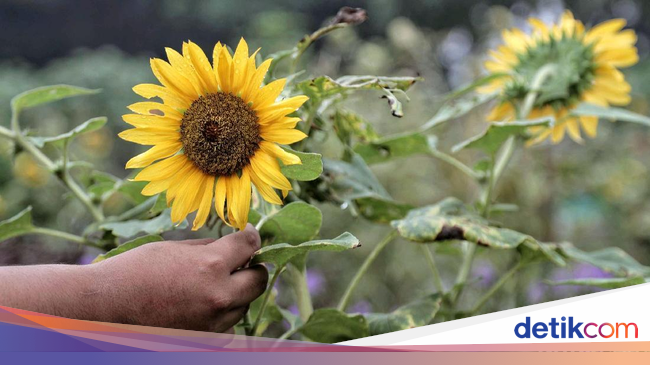 Terpikat Cantiknya Bunga Matahari di Timur Jakarta