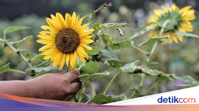 Terpikat Cantiknya Bunga Matahari di Timur Jakarta Terpikat Cantiknya Bunga Matahari di Timur Jakarta