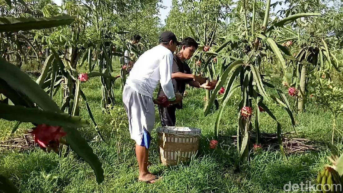 Harga Buah Naga di Banyuwangi Anjlok, Ini Penyebabnya