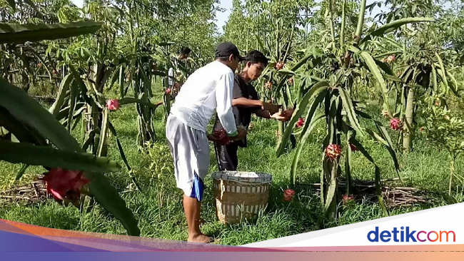 iHargai Buah Naga idii iBanyuwangii Anjlok Ini Penyebabnya