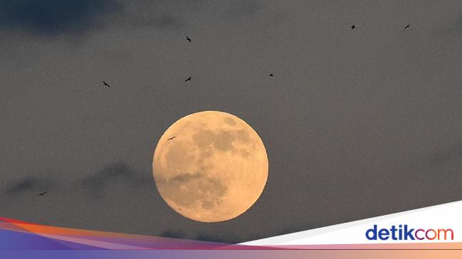 Ada Peristiwa Wolf Moon di Bulan Januari 2025, Cek Jadwalnya!