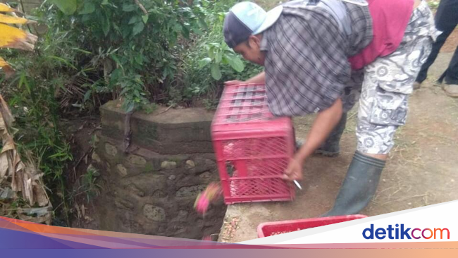 Harga Anjlok, Petani di Banyuwangi Buang Buah Naga ke Sungai Harga Anjlok, Petani di Banyuwangi Buang Buah Naga ke Sungai