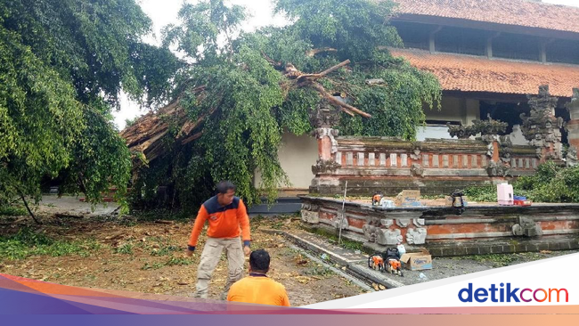 Beringin di  Rumah  Dinas Gubernur Bali  Tumbang